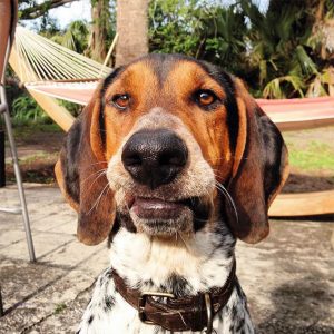 5 Best Dog Foods For Treeing Walker Coonhounds
