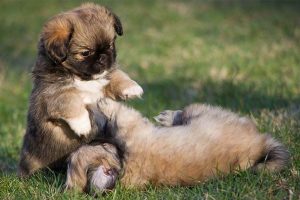 5 Best Puppy Foods For Tibetan Spaniels