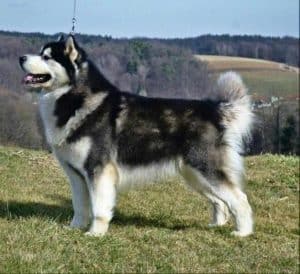 Best Dog Brushes For Alaskan Malamutes