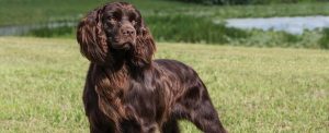 Best Dog Brushes For Boykin Spaniels