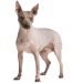 Best Dog Collars For American Hairless Terriers