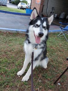 Best Dog Harnesses For Alaskan Malamutes