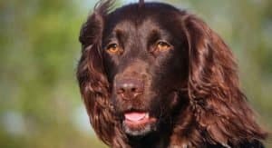 Best Dog Harnesses For Boykin Spaniels