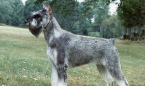 Best Dog Harnesses For Giant Schnauzers