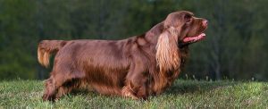 Best Dog Harnesses For Sussex Spaniels