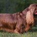 Best Dog Harnesses For Sussex Spaniels
