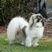 Best Dog Harnesses For Tibetan Spaniels
