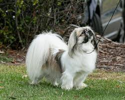 Best Dog Harnesses For Tibetan Spaniels