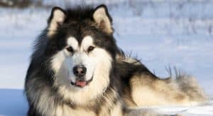Best Dog Shampoos For Alaskan Malamutes