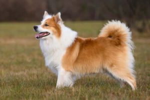 Best Dog Toys For Icelandic Sheepdogs