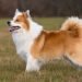 Best Dog Toys For Icelandic Sheepdogs