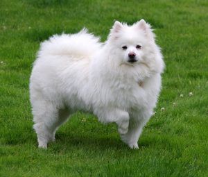 Best Puppy Foods For American Eskimo Dogs