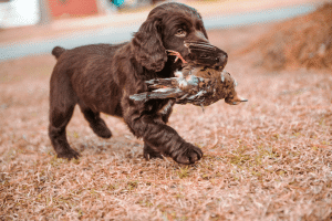 Best Puppy Foods For Boykin Spaniels