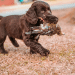 Best Puppy Foods For Boykin Spaniels