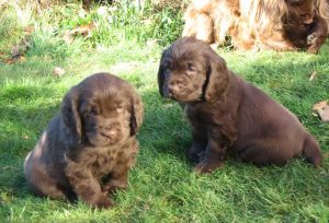 Best Puppy Foods For Sussex Spaniels