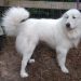 How Long Do Great Pyrenees Live