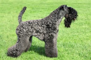 Puppy Foods For Kerry Blue Terriers