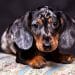 Why Does My Dachshund Growl At Me