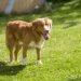 Best Dog Beds For Nova Scotia Duck Tolling Retrievers