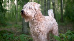 Best Dog Collars For Soft Coated Wheaten Terriers