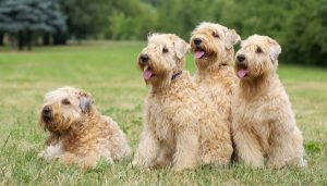 Best Dog Harnesses For Soft Coated Wheaten Terriers