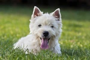 Best Dog Harnesses For West Highland White Terriers