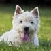 Best Dog Harnesses For West Highland White Terriers