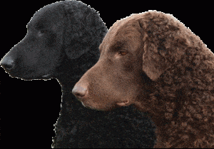 Best Dog Shampoos For Curly Coated Retrievers
