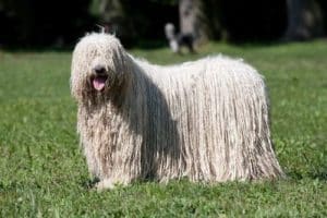 Best Dog Shampoos For Puli