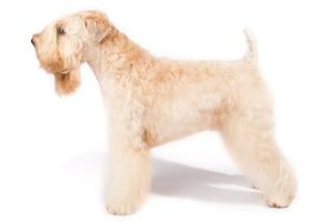 Best Dog Shampoos For Soft Coated Wheaten Terriers
