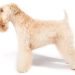 Best Dog Shampoos For Soft Coated Wheaten Terriers