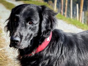 Best Dog Toys For Flat Coated Retrievers