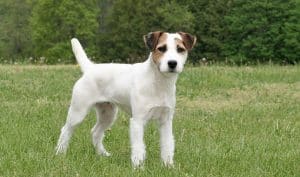 Best Dog Toys For Jack Russell Terriers