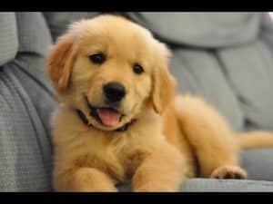 Best Puppy Foods For Golden Retrievers