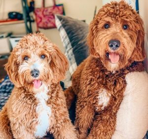 Best Puppy Foods For Goldendoodles