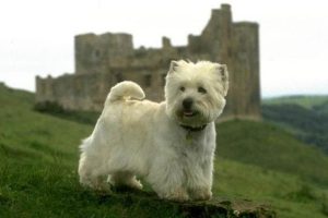 Best Puppy Foods For West Highland White Terriers