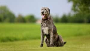 Best Dog Brushes For Irish Wolfhounds