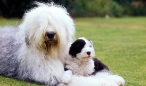 Best Dog Brushes For Old English Sheepdogs