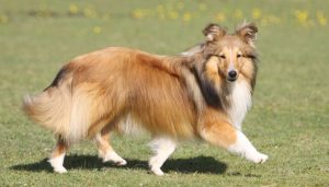 Best Dog Brushes For Shetland Sheepdogs