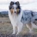 Best Dog Crates For Shetland Sheepdogs