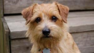 Best Dog Foods For Norfolk Terriers