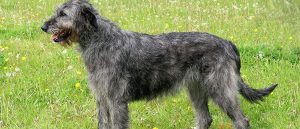 Best Dog Harnesses For Irish Wolfhounds