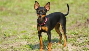 Best Dog Harnesses For Miniature Pinschers