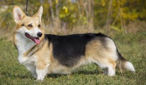 Best Dog Harnesses For Pembroke Welsh Corgis