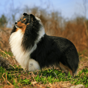 Best Dog Harnesses For Shetland Sheepdogs
