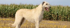 Best Dog Toys For Irish Wolfhounds