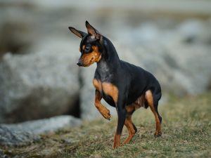 Best Dog Toys For Miniature Pinschers