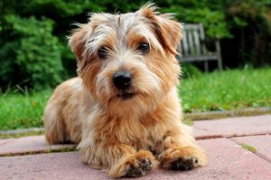 Best Dog Toys For Norfolk Terriers