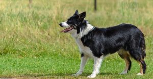 Best Dog Foods For Border Aussies