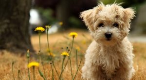 Best Dog Foods For Morkies